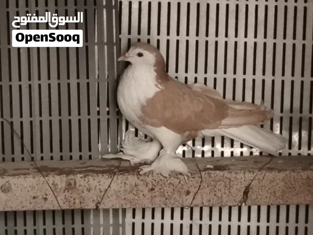 فحل بطريق التزاوج مستعجل عليه كلش
