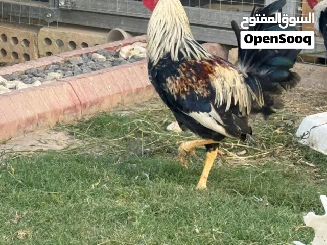 دجاج دندراوي كويتي