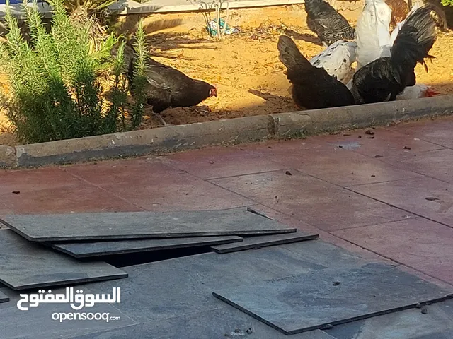 دجاج للبيع