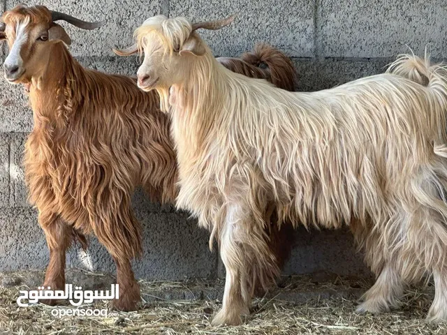 تيوس سمان ما شاء الله حلال طيب لتربيه ولذبح العدد2 سعر 90ريال لراس