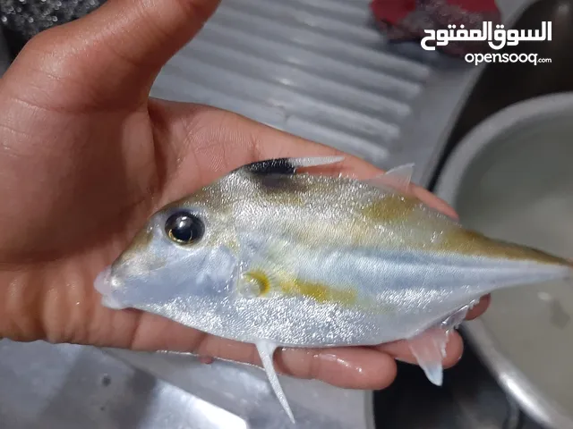 متاح سمكه زينه للبيع صحه جيده شوف الوصف