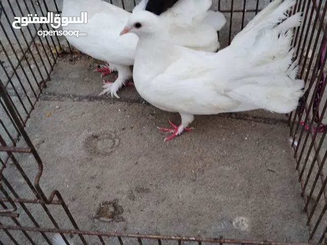 all are fancy pigeon