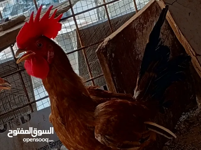 ديك عرب للبيع