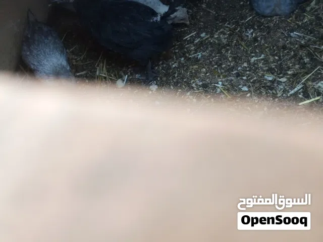 صيصان و 4 ديوك