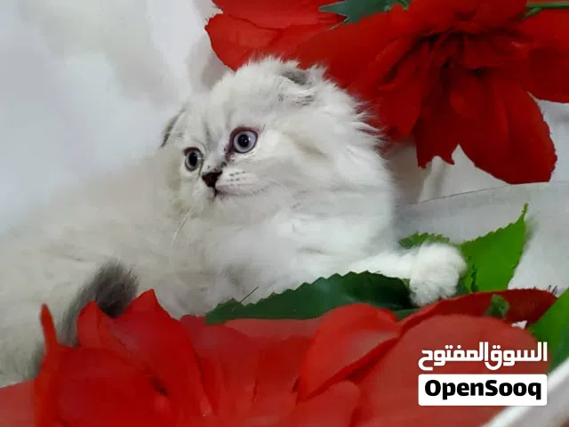 أنثى سكوتش ع هملايا فصيله حلوة ونادة