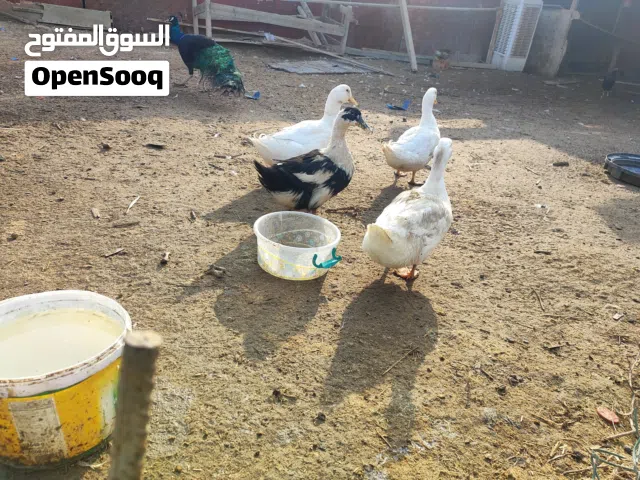 بش زوجين وانثى