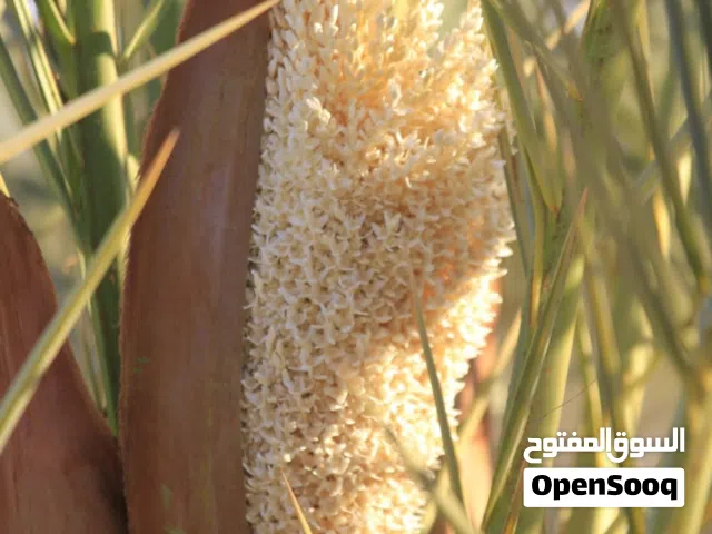 دكار لتلقيح النخل