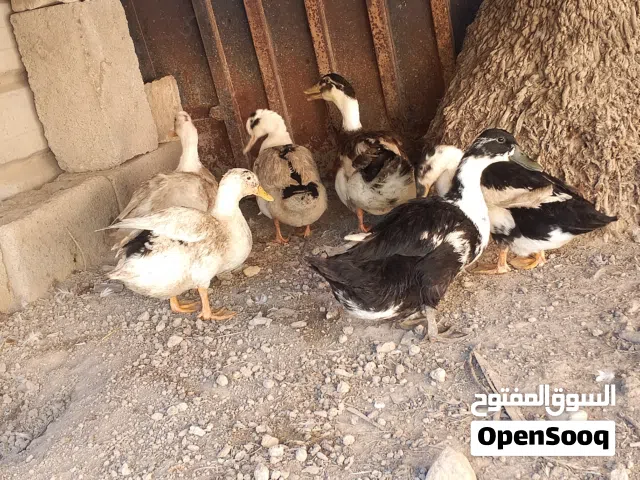 السلام عليكم