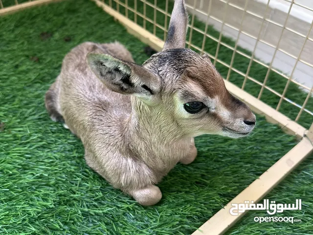 ذكر غزال الدماني