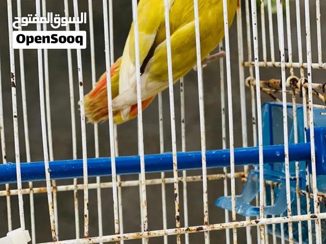 عصافير بركديلو