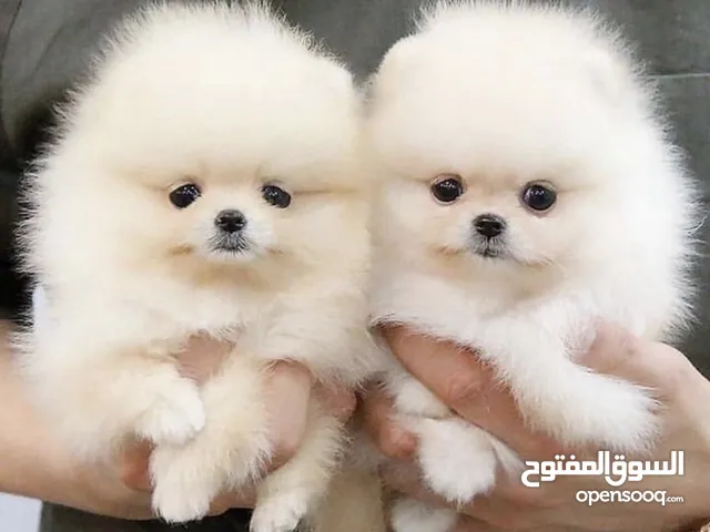 بومارينيان تي كب لون ابيض