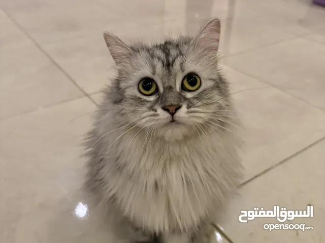 قطط شيرازي للبيع.