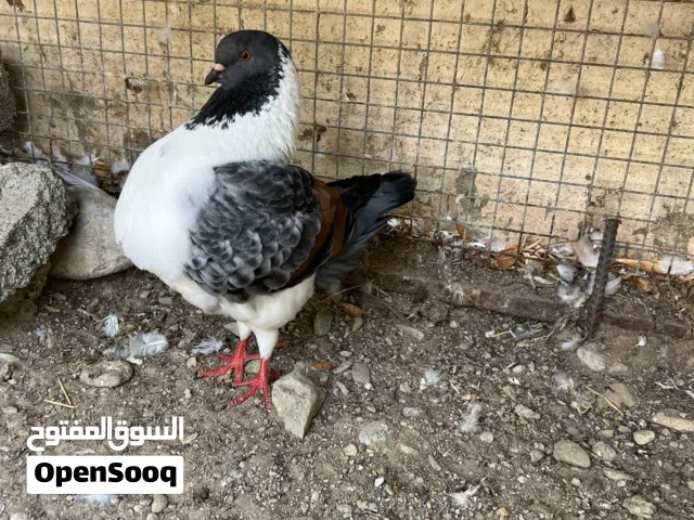 حمام مدينه اوروبي زوج مع لفرخ اقراء لوصف
