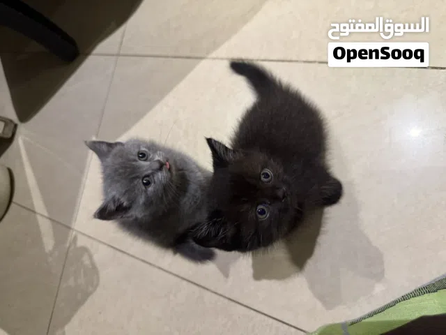 Stunning Black Persian × British Shorthair Kittens