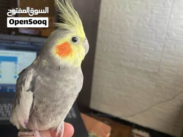 بيغاء كوكتيل اليف ذكر