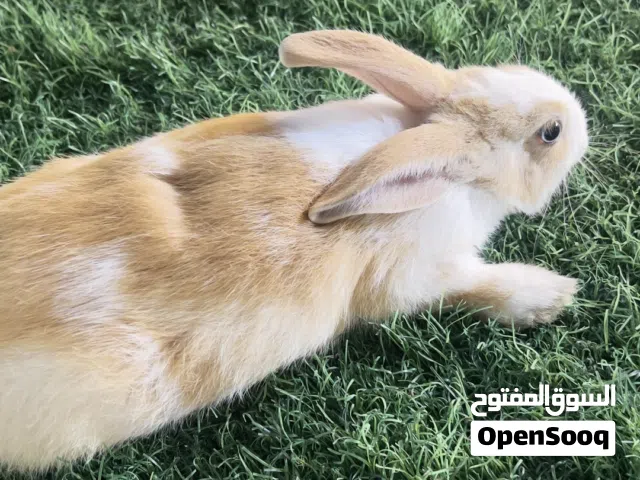 أرنب أنثى زينه وهاديه