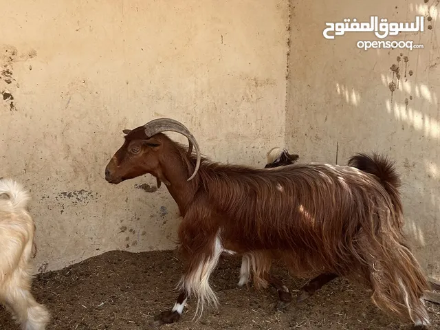 شاة عمانية للبيع