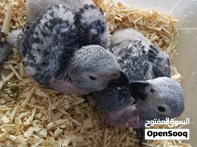 متوفر افراخ كاسكو زق يدوي انتاج الاردن