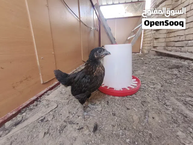 دجاج اتاكا بياض