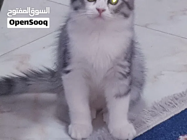قطط شيرازي