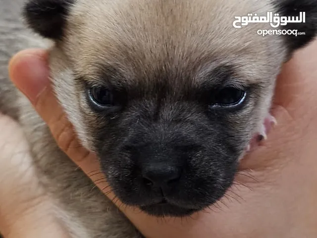 Adorable 1-Month-Old Female Chihuahua Puppy – Ready Soon!