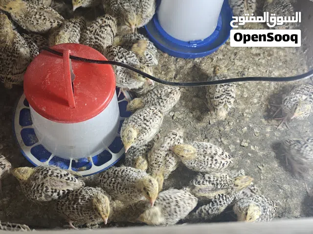 طيور سمان صغار