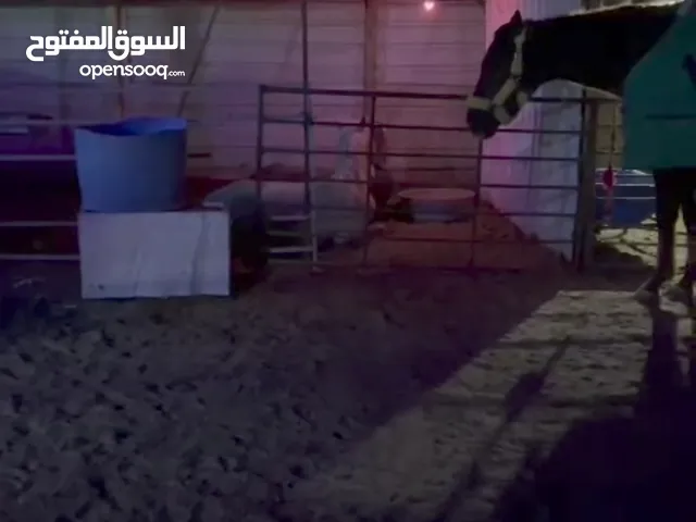 للبيع فرس وفلاوه اثنين والبيع سمح