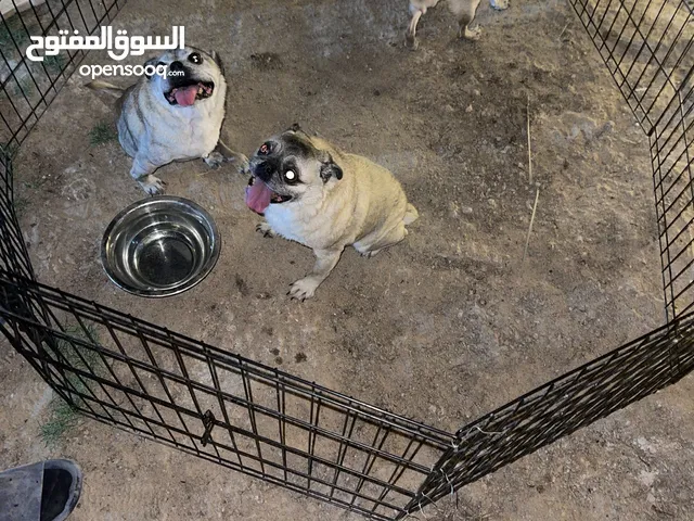 بج اعمارهم اكبر من 7 سنين ذكرين ونثيه