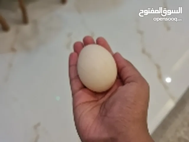 بيض بط حجم جامبو على نص درهم للحبة