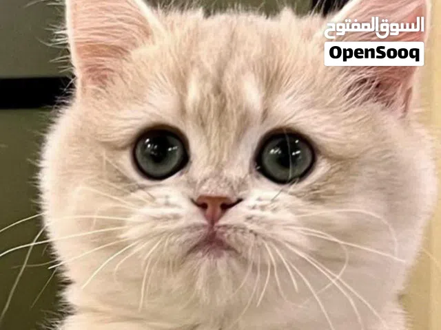 قطط للبيع داخل قطر
