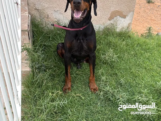 doperman male 1 years دوبر مان اليف العمر سنه وشهر