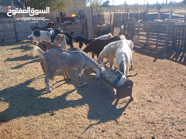 السلام عليكم 13العنز للبيع عشار