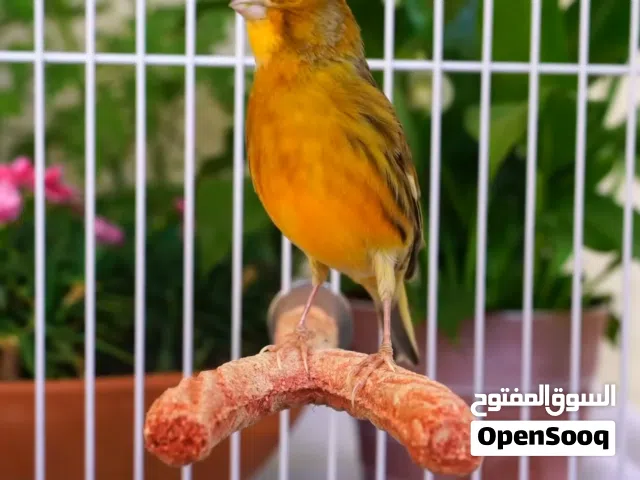 سلام عليكم كناري فحل البيع
