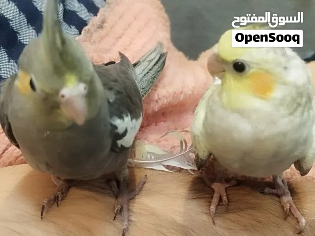 زوج كوكتيل أليف عمر شهرين