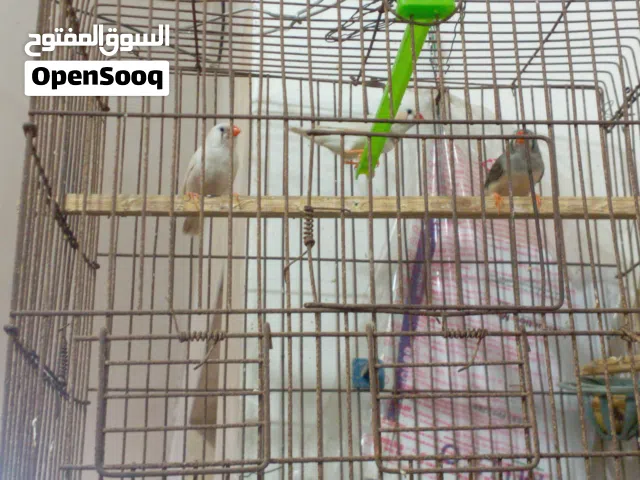 طيور حب زوج للبيع وفناجس ذكر ويا انثايه ثنين وياهن اقفاصه كما موضح في الصور
