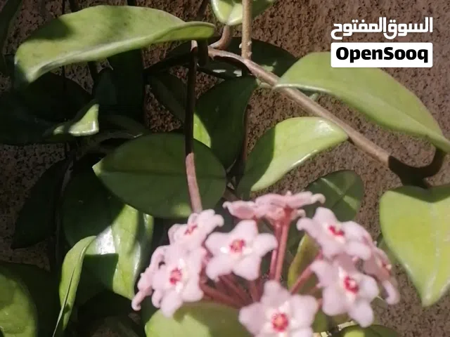 اكثر من 150 قوار زريعه للبيع