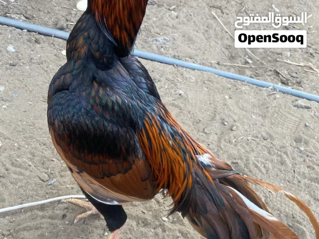 طيور باكستانية