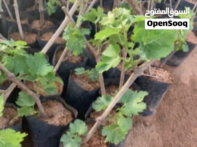 شتل عنب للبيع