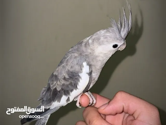 للبيع فرخ كوكتيل وايت فيس