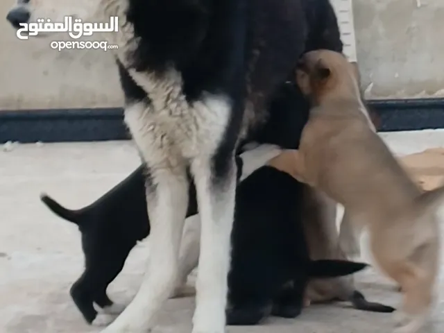 كلبة هاسكي