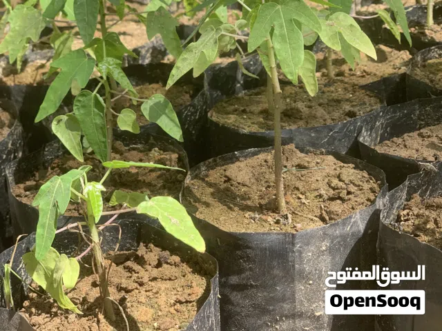 يتوفر شتلات الفيفاي الرد ليدي القزم F1 التايلندي سعر الحبة 500 بيسة سعر الجملة 400 بيسة