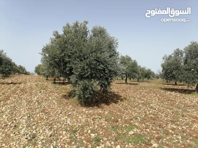 Farm Land for Sale in Jerash Unaybah