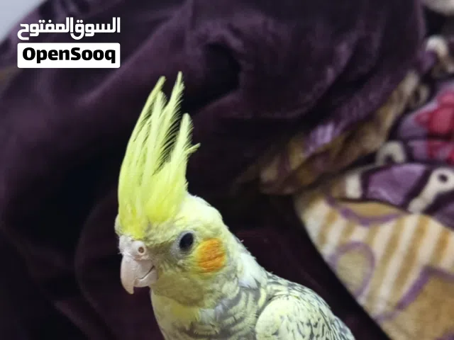 مطلوب انثا ككتيل بسعر مناسب يكون الموقع بل عقبه