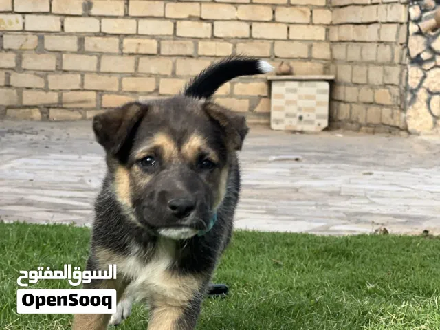 جروه ولفه للبيع مستعجل