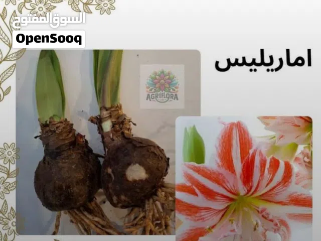 بذور خضروات وازهار متنوعة ومميزة وكل مستلزمات الحدائق تجدونها لدينا