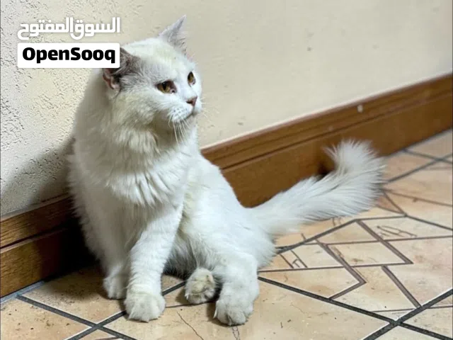 قطط للبيع ، شيرازي