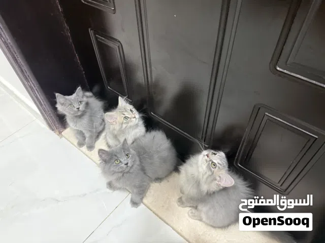 قطط شيرازي