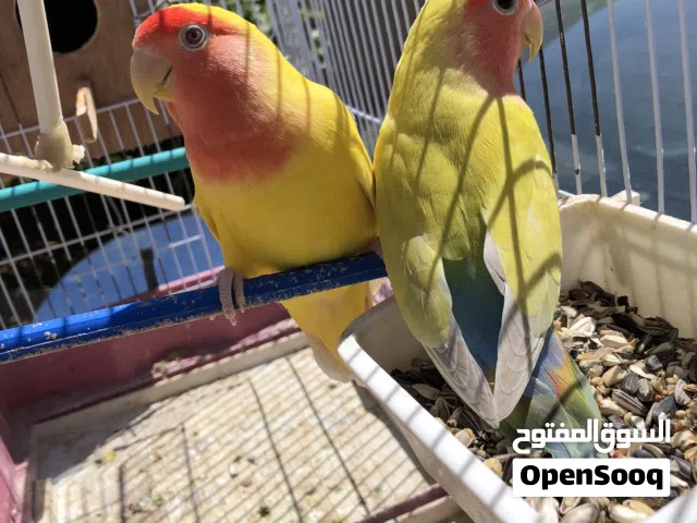 كوبيه روز (بركاديلو) اقرا الوصف