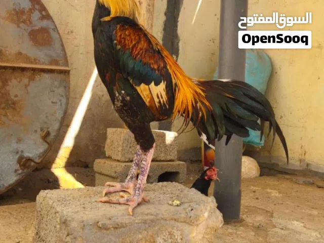 ديك باكستاني