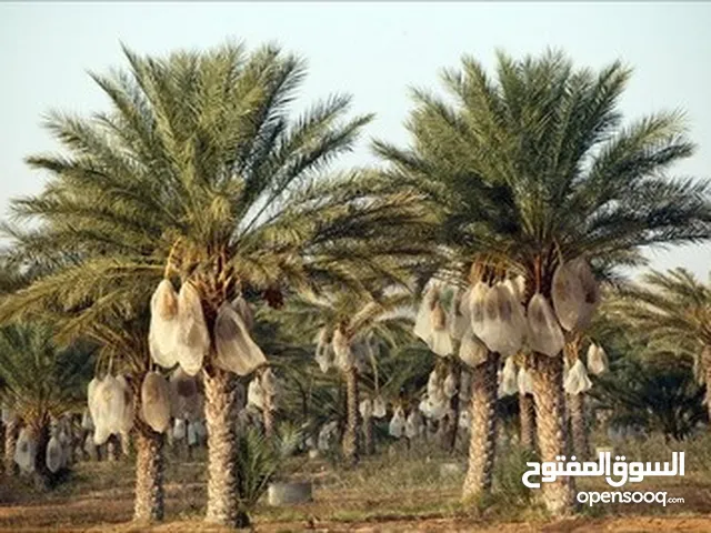 مزارع نخيل مميزة في اغوار الاردن كاملة و بيارات ب مساحات مختلفة